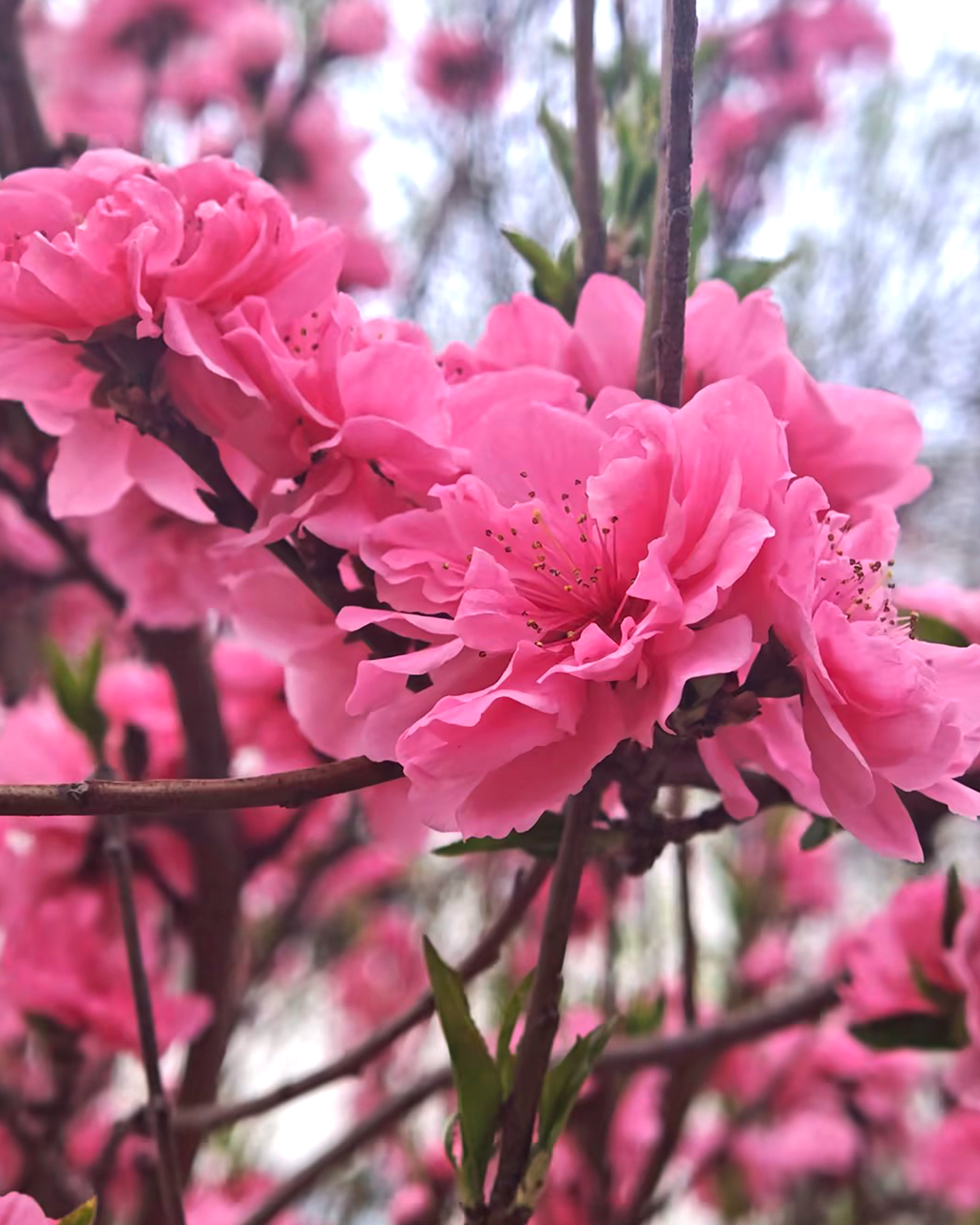 首页| 尊龙集团中国官方网站